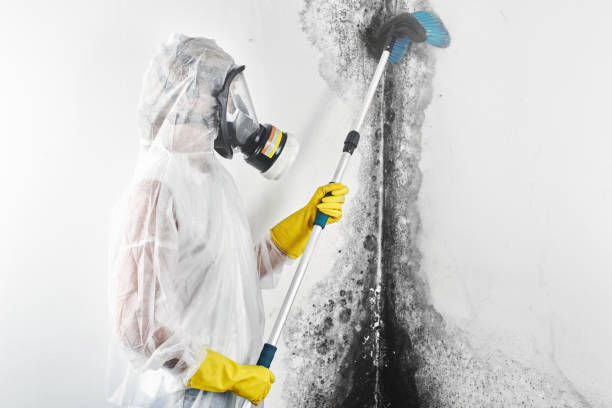 Best Mold Documentation for Insurance Claims  in National City, CA