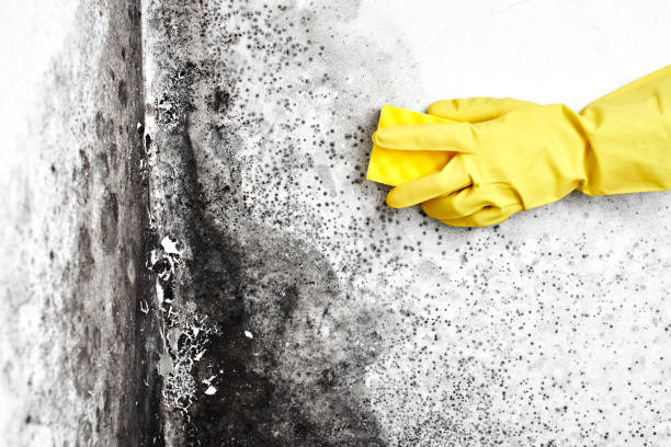 Best Mold Damage Restoration  in National City, CA