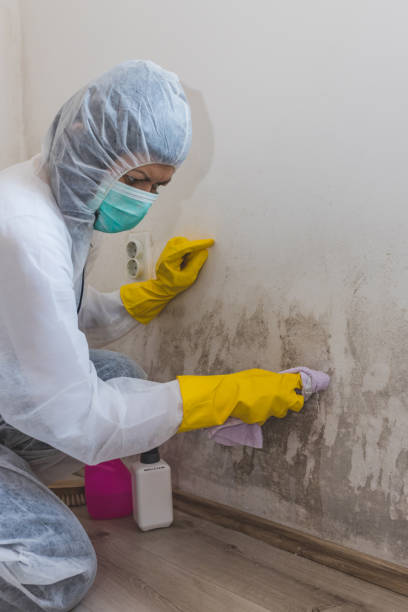 Best Crawl Space Mold Remediation  in National City, CA