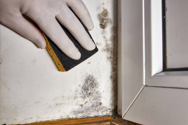 Best Mold-Related Health Consultation  in National City, CA